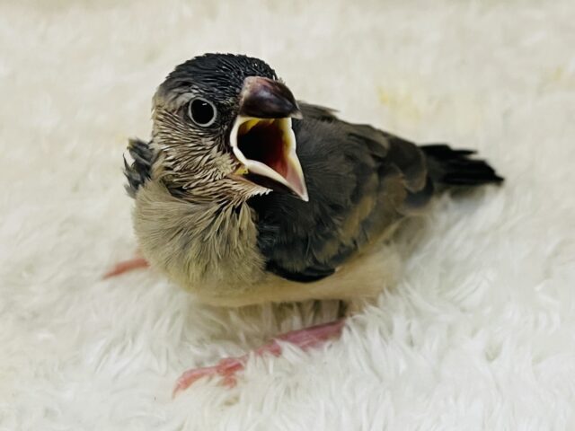 ハッキリとした色合い✨桜文鳥の雛🌸
