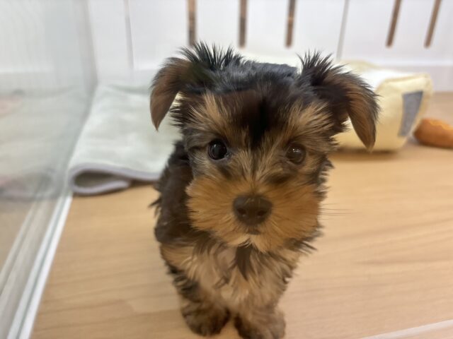 ヨークシャテリア