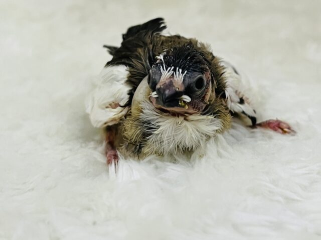 昆布ﾓﾘﾓﾘおにぎり🍙ﾐｰﾐｰ♫十姉妹の雛が入舎しましたよ✨