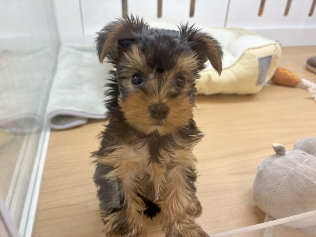 ヨークシャテリア