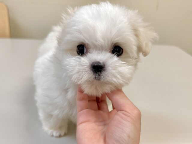 可愛さ満点💕💕🥺ペキマルくん マルペキ