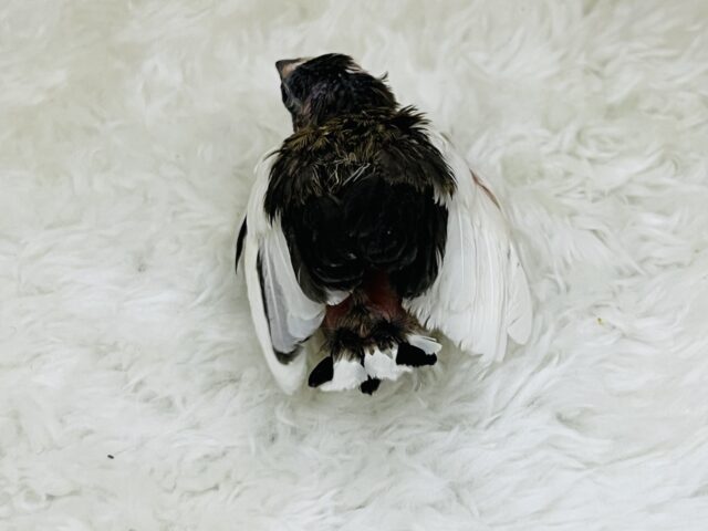 十姉妹（ジュウシマツ）