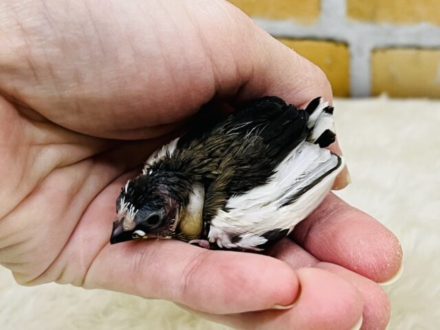 十姉妹（ジュウシマツ）