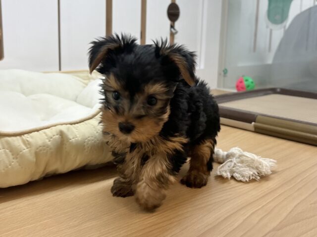 ヨークシャテリア