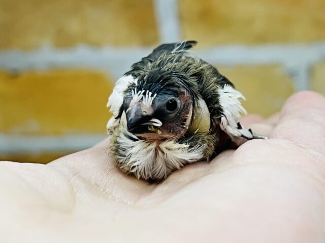 十姉妹（ジュウシマツ）