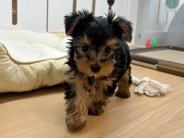 ヨークシャテリア