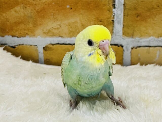 キラほわぁ💕エメラルドグリーンのセキセイインコ✨💚 セキセイインコ
