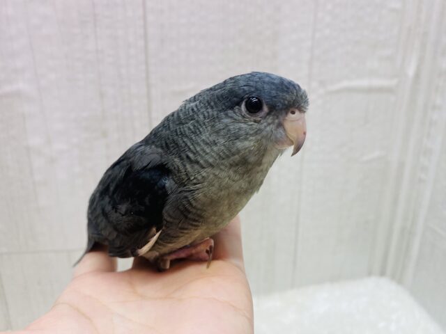 サザナミインコ
