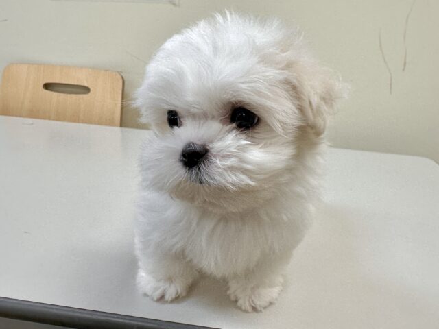 可愛さ満点💕💕🥺ペキマルくん マルペキ