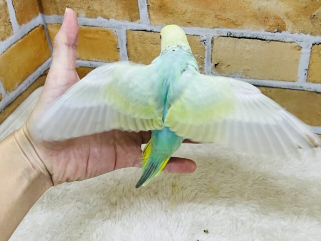 キラほわぁ💕エメラルドグリーンのセキセイインコ✨💚 セキセイインコ