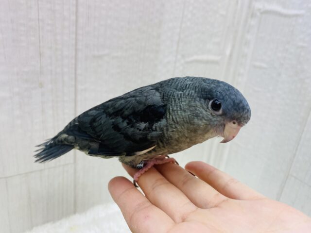 サザナミインコ