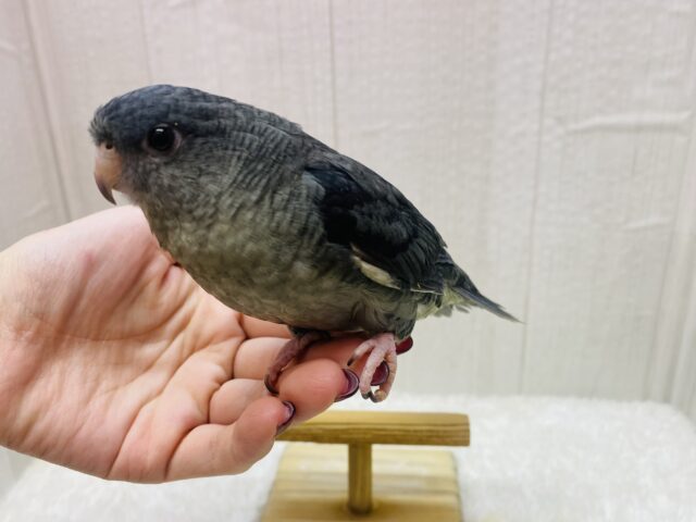 サザナミインコ