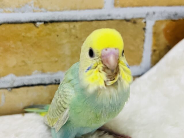 キラほわぁ💕エメラルドグリーンのセキセイインコ✨💚 セキセイインコ