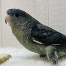 落ち着いたモーブはいかがですか〜❓丸さの可愛いサザナミインコ🩶💙