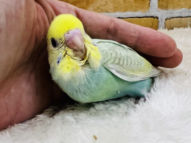 セキセイインコ