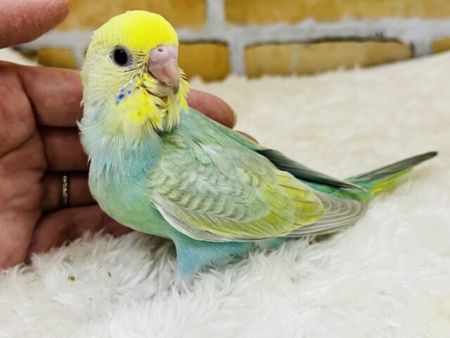 キラほわぁ💕エメラルドグリーンのセキセイインコ✨💚