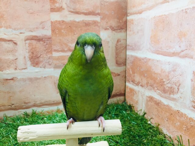 久々にサザナミインコさんがやってきましたよ~💚💚💚 サザナミインコ