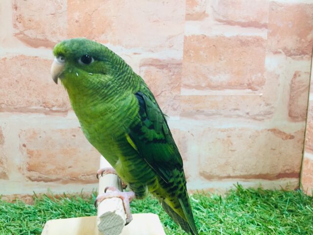 久々にサザナミインコさんがやってきましたよ~💚💚💚 サザナミインコ
