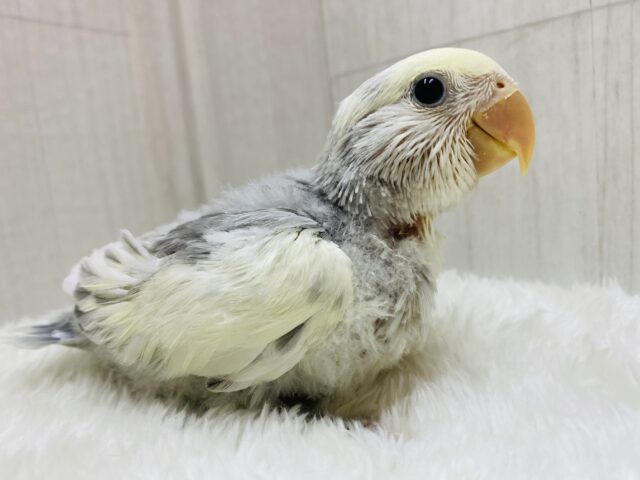 オシャレなクリーミィーちゃん💛メロメロ注意なコザクラインコ‼️