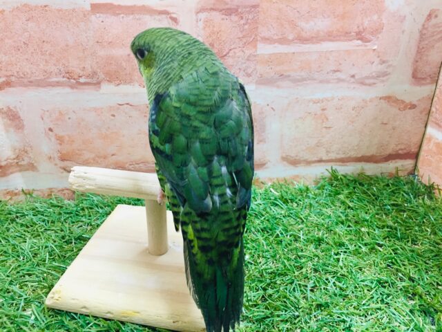 久々にサザナミインコさんがやってきましたよ~💚💚💚 サザナミインコ