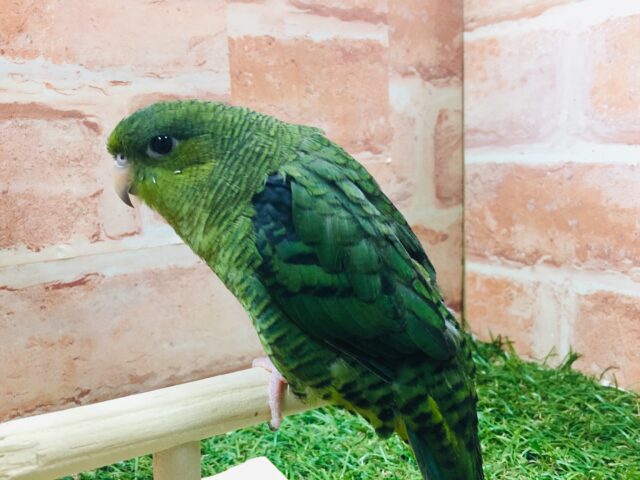 久々にサザナミインコさんがやってきましたよ~💚💚💚 サザナミインコ