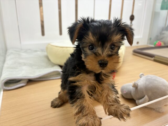 ヨークシャテリア