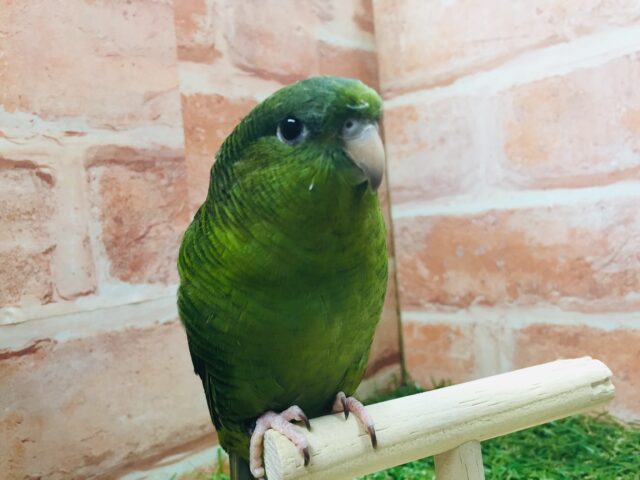 久々にサザナミインコさんがやってきましたよ~💚💚💚 サザナミインコ