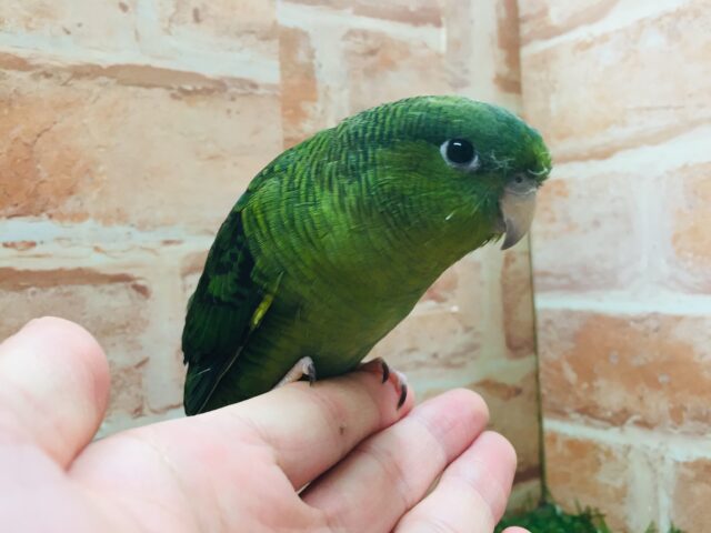 久々にサザナミインコさんがやってきましたよ~💚💚💚 サザナミインコ