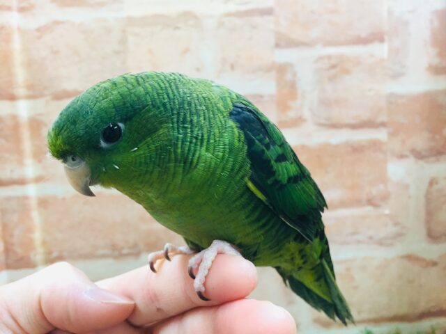 久々にサザナミインコさんがやってきましたよ~💚💚💚 サザナミインコ