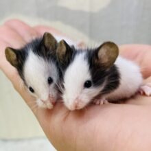 わちゃわちゃ〜運動会😄✨パンダマウスの男の子💙