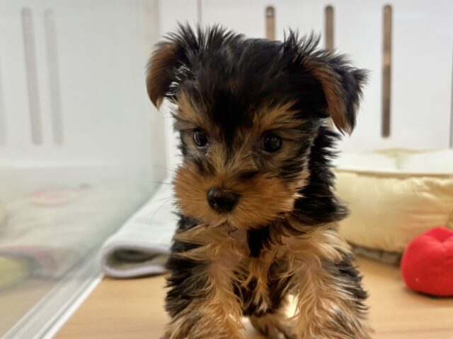 ヨークシャテリア