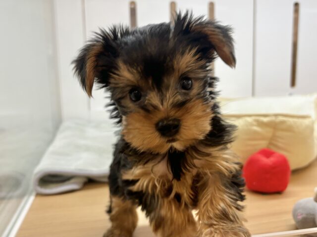 僕の愛を受け止めてぇ〜♡♡ヨークシャーテリアくん！