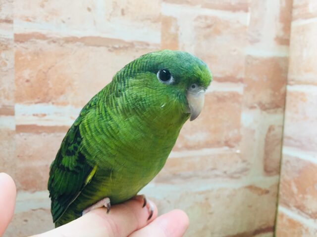 久々にサザナミインコさんがやってきましたよ~💚💚💚 サザナミインコ