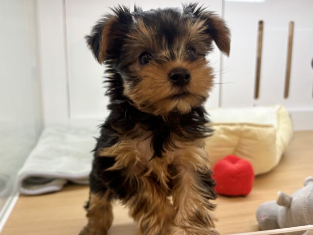 ヨークシャテリア