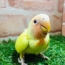 💛💛コザクラインコ（ルチノー）💛💛
