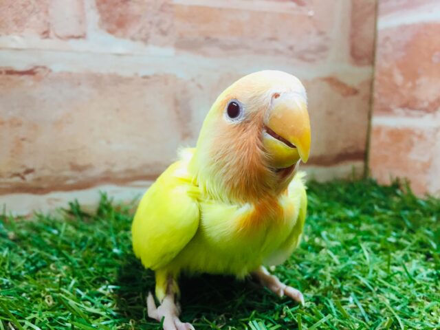 💛💛コザクラインコ(ルチノー)💛💛 コザクラインコ(小桜インコ)