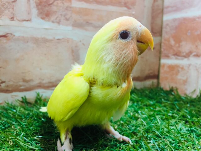 💛💛コザクラインコ(ルチノー)💛💛 コザクラインコ(小桜インコ)