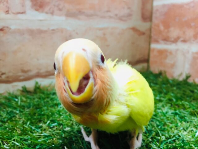 💛💛コザクラインコ(ルチノー)💛💛 コザクラインコ(小桜インコ)