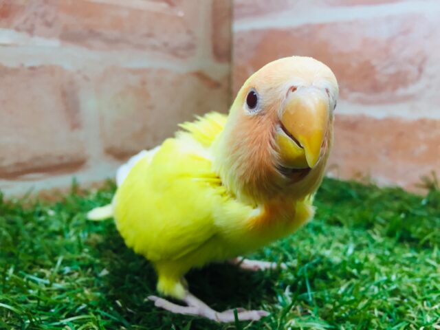 💛💛コザクラインコ(ルチノー)💛💛 コザクラインコ(小桜インコ)