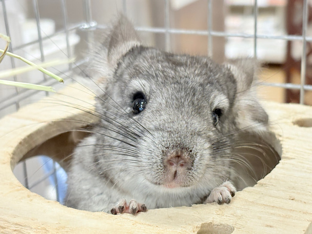 食べるの大好き🌾💗食欲旺盛ボーイ‪☆チンチラ(グレー) 男の子