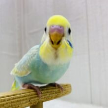 最新画像有ります❗️エメラルドグリーンの妖精さん登場デスっ🧚セキセイインコ（パステルカラーレインボーパイド）💎