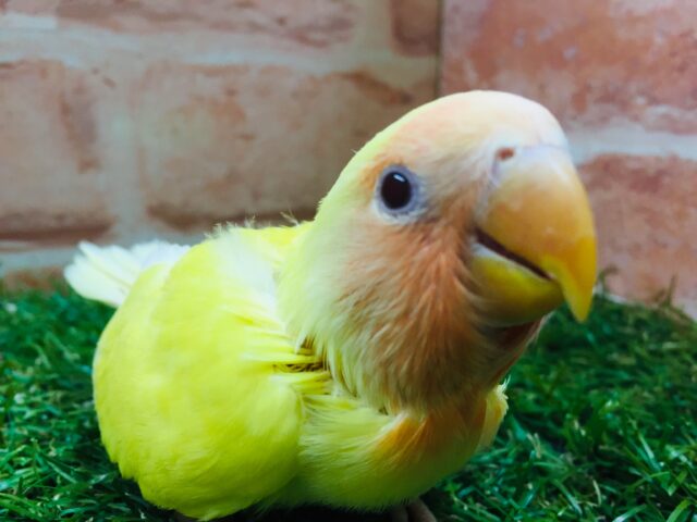 💛💛コザクラインコ(ルチノー)💛💛 コザクラインコ(小桜インコ)