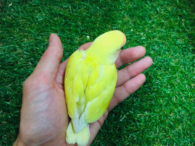 💛💛コザクラインコ(ルチノー)💛💛 コザクラインコ(小桜インコ)