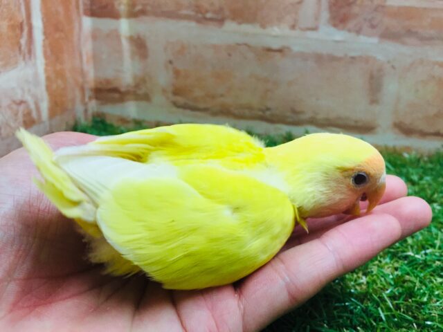 💛💛コザクラインコ(ルチノー)💛💛 コザクラインコ(小桜インコ)