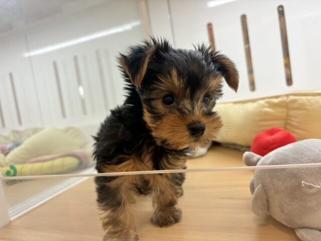 ヨークシャテリア