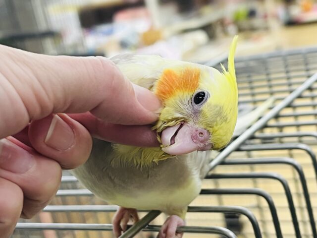 激甘🩶人が大好きなオカメインコ(シナモンパイド) オカメインコ