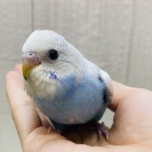 最新画像有ります💫レア🤩✨まるで雪の結晶のような儚さです❄️セキセイインコ（ホワイトウィング）🩵