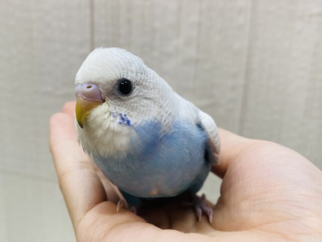 最新画像有ります💫レア🤩✨まるで雪の結晶のような儚さです❄️セキセイインコ（ホワイトウィング）🩵