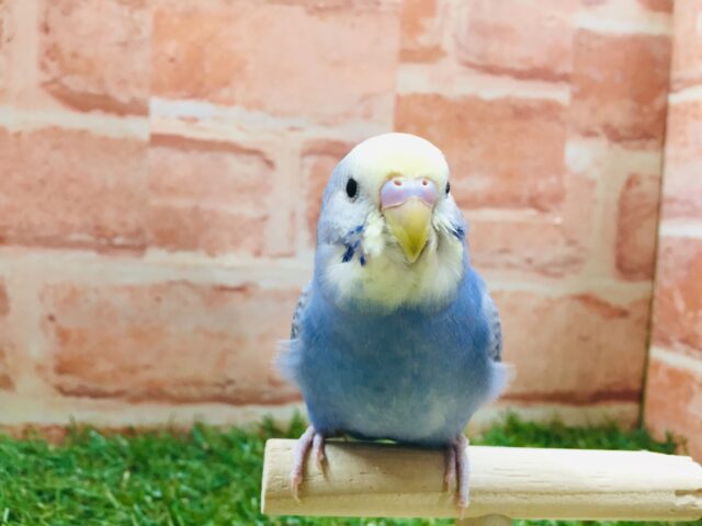 甘えん坊セキセイちゃん💗🌈 セキセイインコ(レインボー系) セキセイインコ