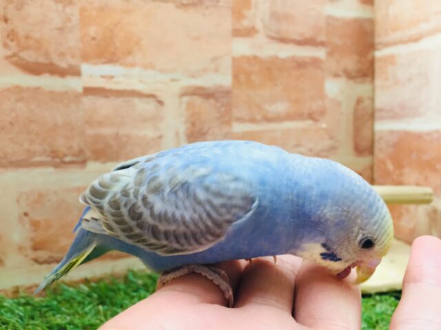 甘えん坊セキセイちゃん💗🌈 セキセイインコ(レインボー系) セキセイインコ